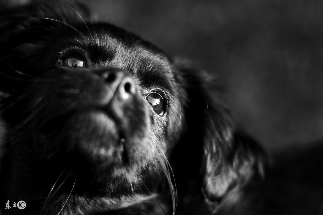 媒体科普如何远离凶险的狂犬病,科普防狂犬病这几点要记牢