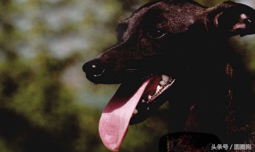 世界名犬比特,世界十大猛犬比特犬