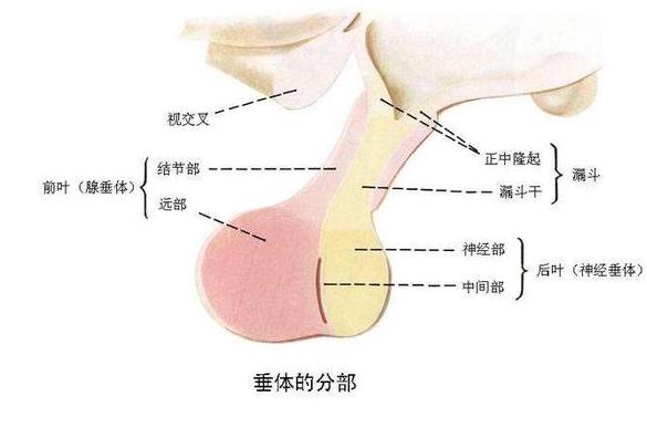 垂体泌乳素瘤的治疗方法,泌乳素型垂体瘤怎么治疗知乎