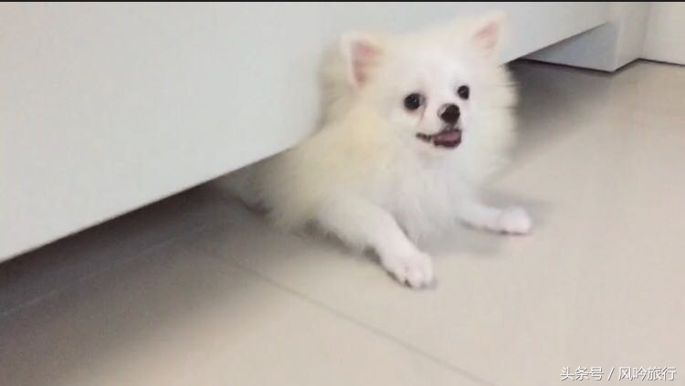 分享下我是怎么在泰国买到低价的纯种狗又把它带回国的经历