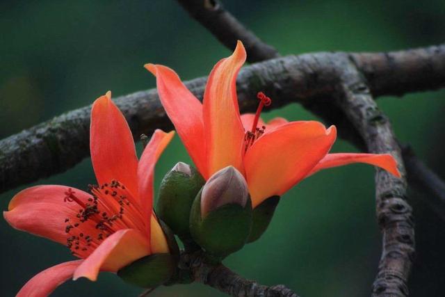 炒鸡蛋放什么炒最好吃,什么菜最适合炒鸡蛋