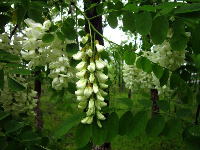 炒鸡蛋放什么炒最好吃,什么菜最适合炒鸡蛋