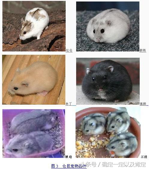 关于仓鼠的小知识,仓鼠小知识200条