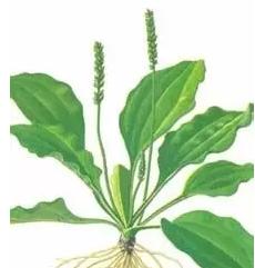 专治便秘的十种草药,便秘吃什么中草药通便快