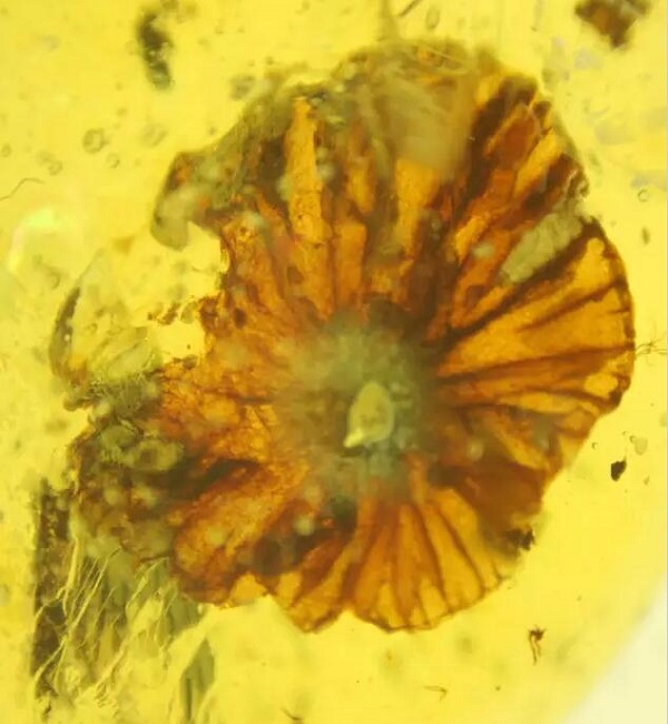 又一个30万的教训，一个小虫珀凭什么吓坏两个大男人？