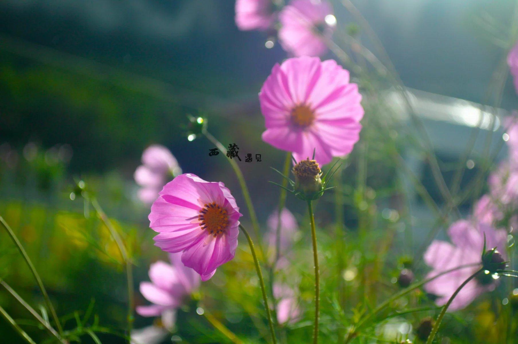 秋日沉浸在夕阳的怀抱中,初秋沉醉在西藏的图片