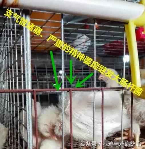 散养鸡支气管堵塞怎么办,养鸡气管堵塞特效药