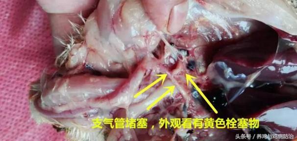 散养鸡支气管堵塞怎么办,养鸡气管堵塞特效药