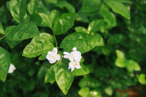 横县茉莉花之乡中华茉莉园,欢迎来到广西横县茉莉花之乡