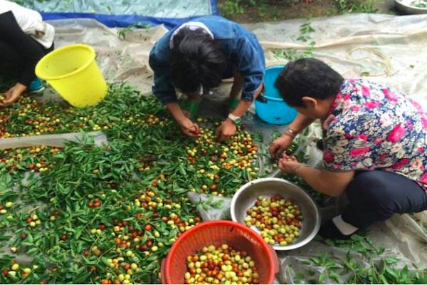 农村的大枣都熟了,一竹竿子打下来无数美味