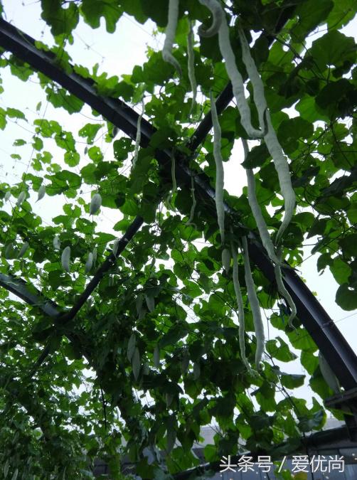 秋天的植物园,秋天的植物枫叶