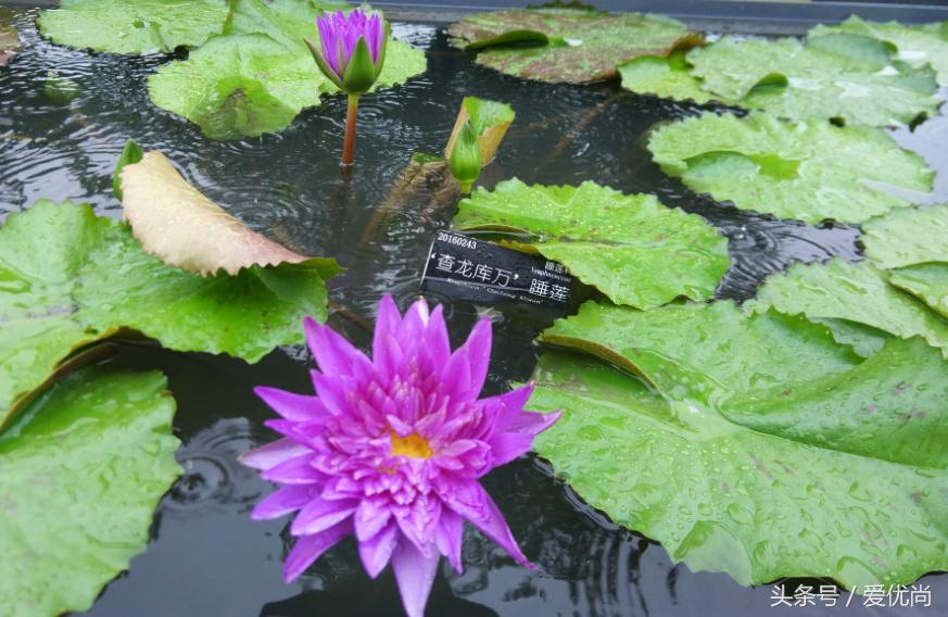 秋天的植物园,秋天的植物枫叶