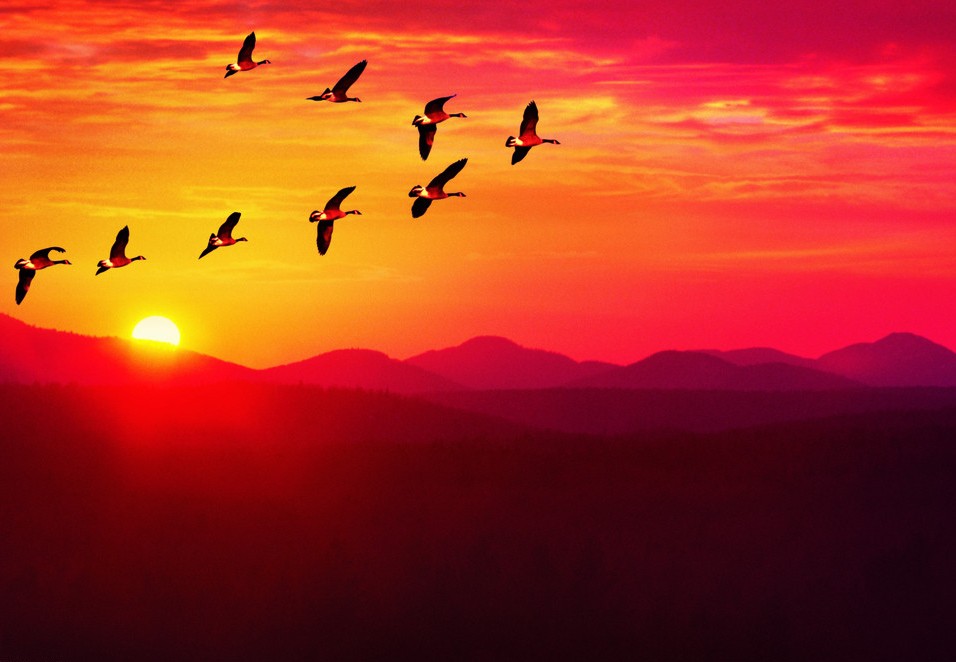 马致远写的天净沙秋思,马致远简介天净沙秋思