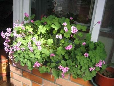 月季茉莉栀子花杀虫药,月季茉莉栀子花肥料