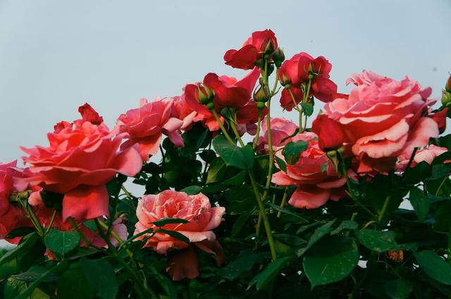 月季茉莉栀子花杀虫药,月季茉莉栀子花肥料