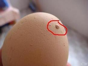 假鸡蛋和真鸡蛋区别大吗,假鸡蛋和真鸡蛋的区别在哪里