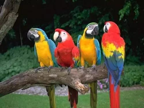 鹦鹉学舌爆出的秘密,鹦鹉学舌被坑