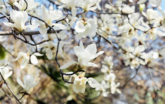 炒鸡蛋放什么炒最好吃,什么菜最适合炒鸡蛋