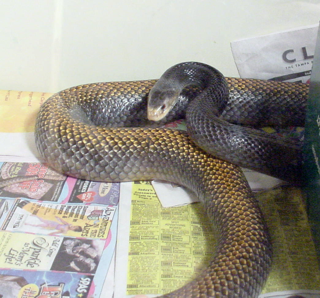 世界十大毒蛇之一的太攀蛇,在陆地毒蛇中毒性排名第三!