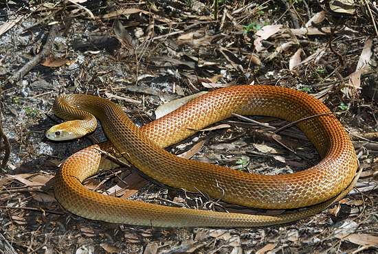 世界十大毒蛇之一的太攀蛇,在陆地毒蛇中毒性排名第三!
