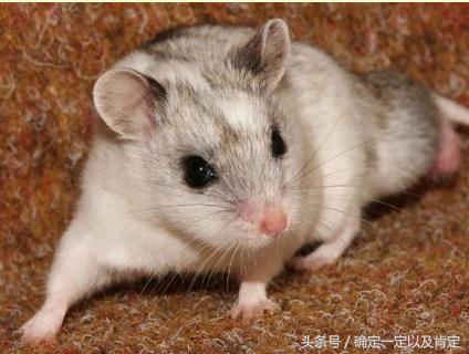 关于仓鼠的小知识,仓鼠小知识200条