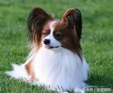 买狗十大骗局揭秘,新手买狗十大忌讳