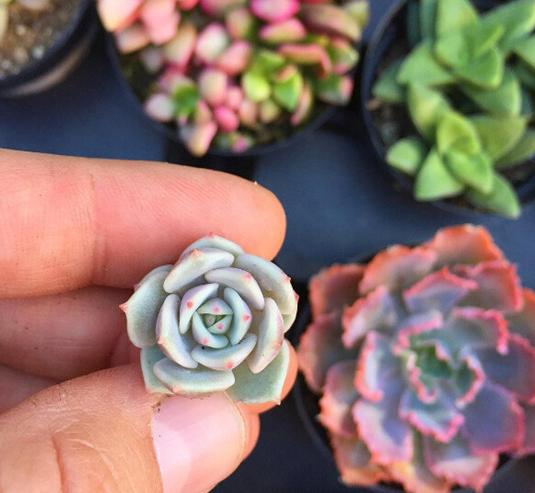 多肉叶插怎么提高存活率,多肉叶插怎么才存活率高