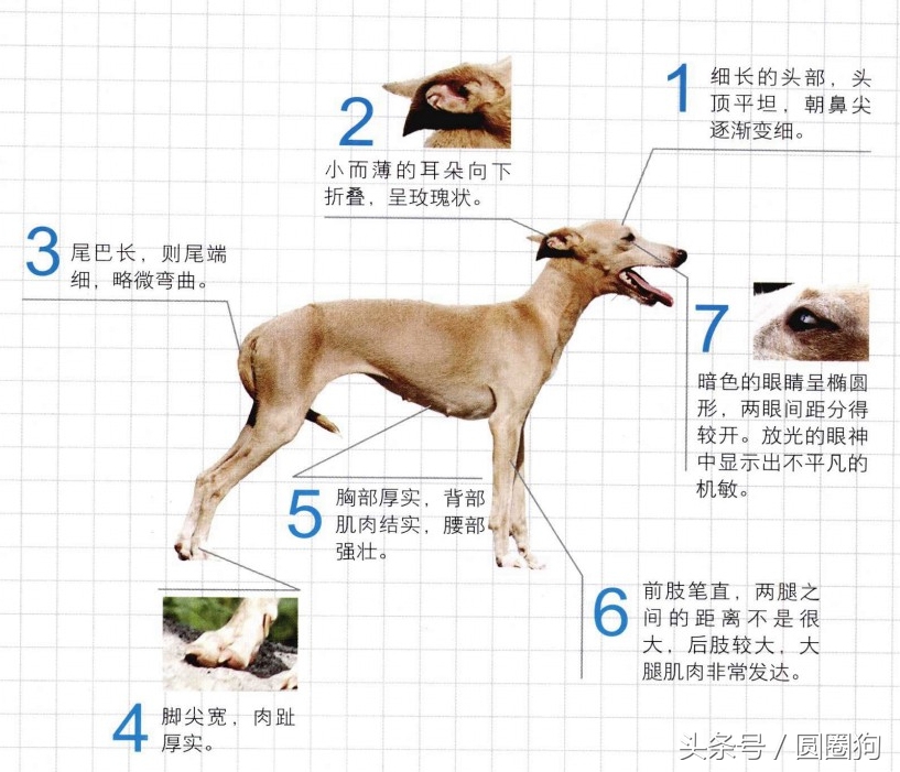 世界名犬比特,世界十大猛犬比特犬