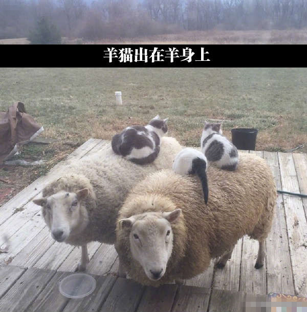 美女开怀大笑的图片大全,100张哈哈大笑图片