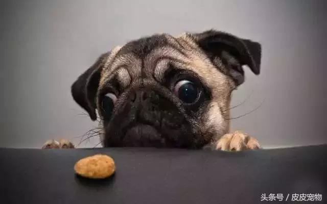 买狗十大骗局揭秘,新手买狗十大忌讳