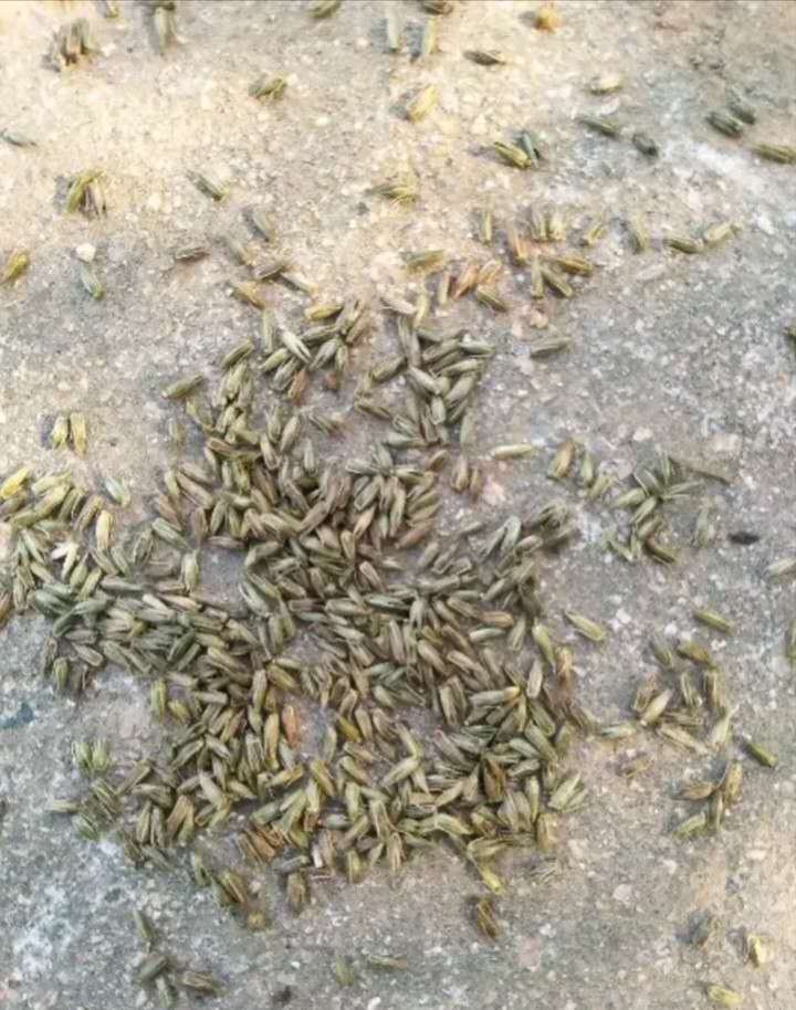 春牛膝的高产栽培技术,牛膝一亩地栽培多少棵