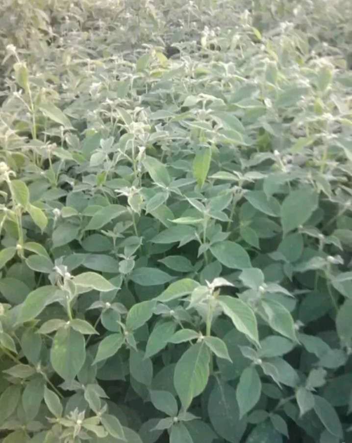 春牛膝的高产栽培技术,牛膝一亩地栽培多少棵