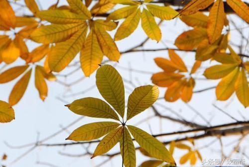 2022年苗木市场行情,西北地区苗木市场行情