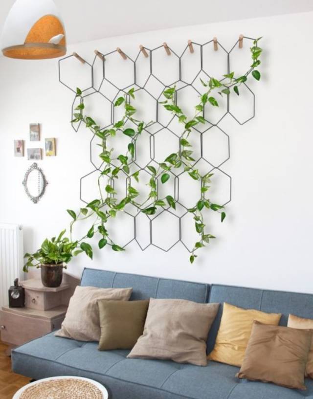 室内吸毒植物养护,能吸毒的盆栽植物有哪些