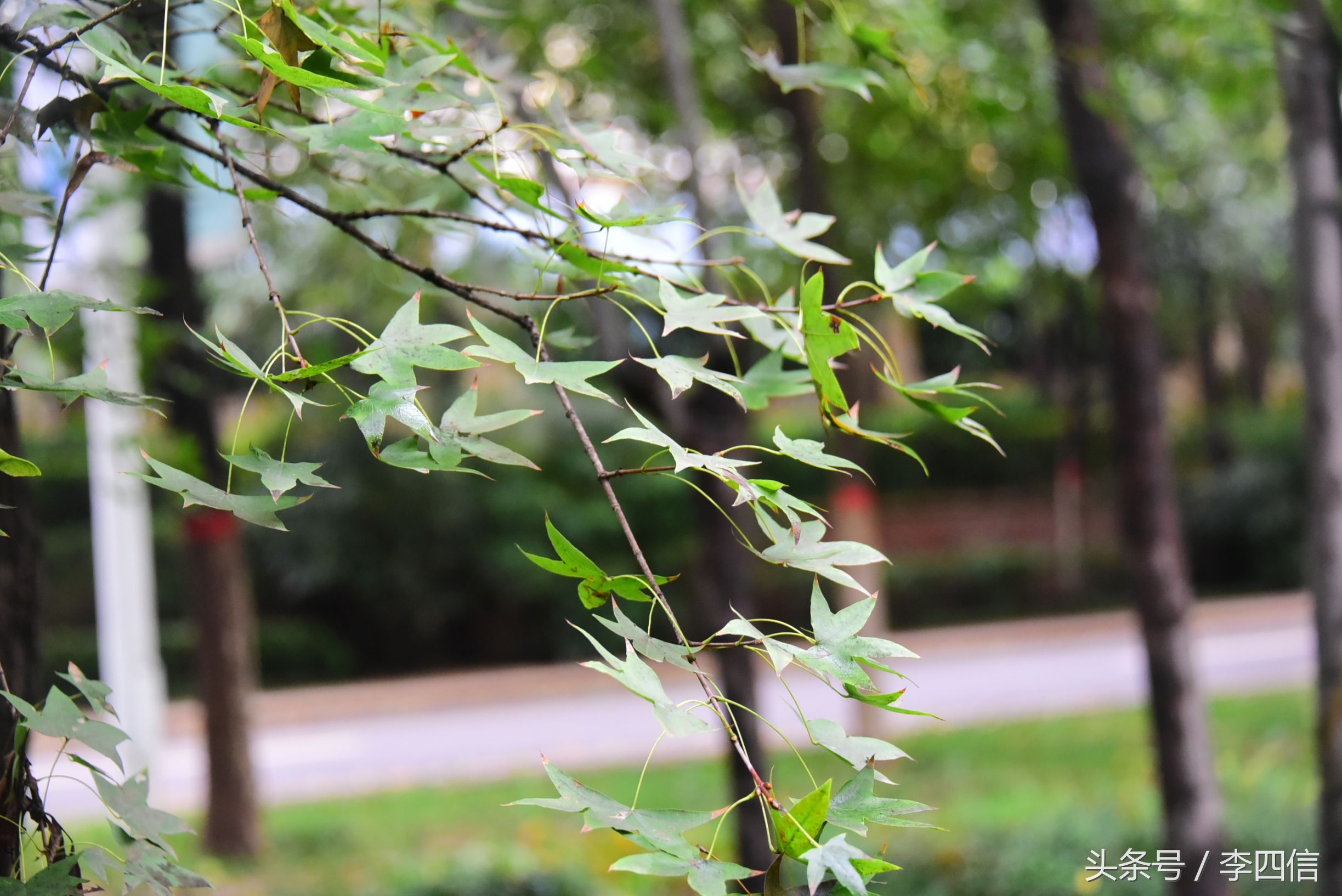 郑州思念果岭最新一期,郑州思念果岭哪里最好