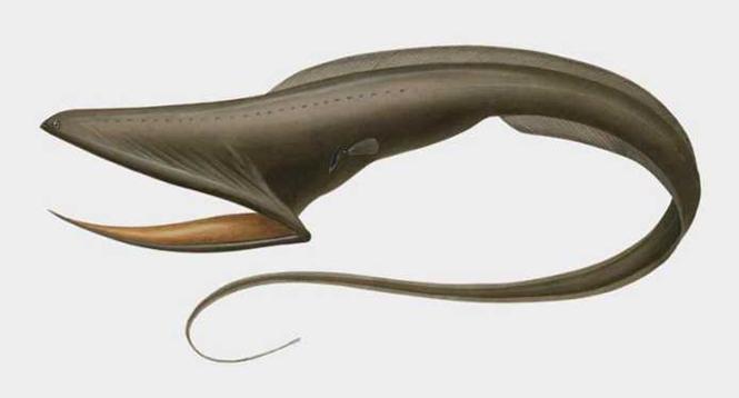 最近发现的深海鱼,最新发现的深海鱼