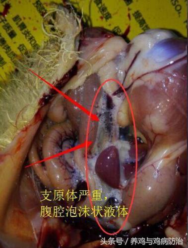 散养鸡支气管堵塞怎么办,养鸡气管堵塞特效药