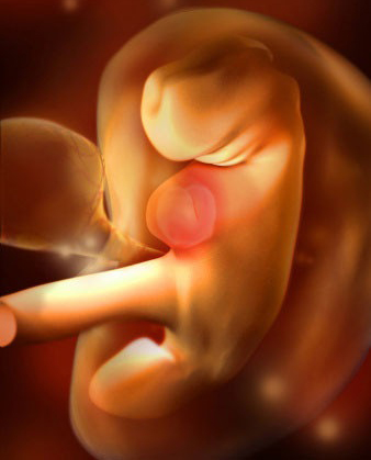 孕宝生长图,胎宝宝3d立体动画