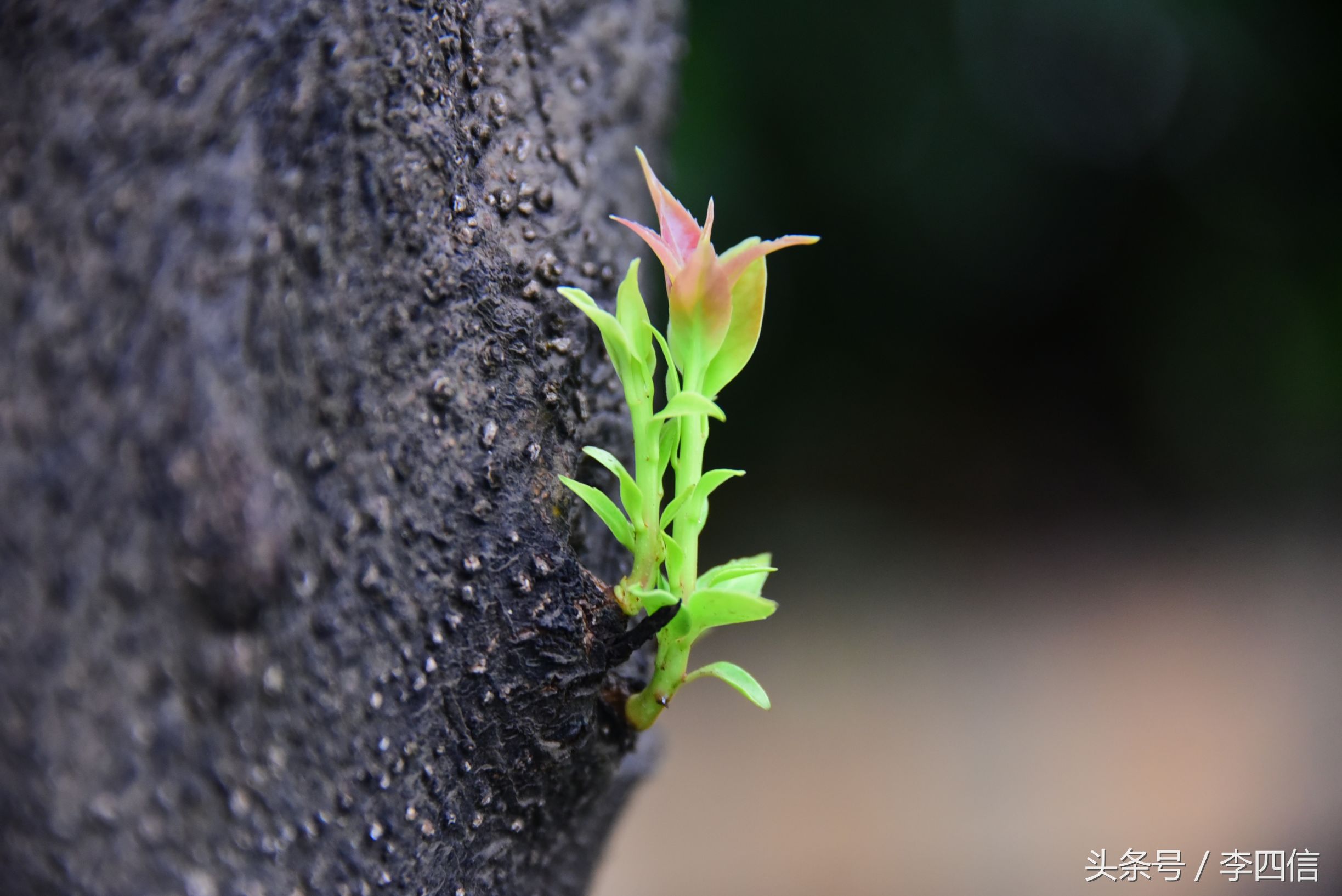 郑州思念果岭最新一期,郑州思念果岭哪里最好