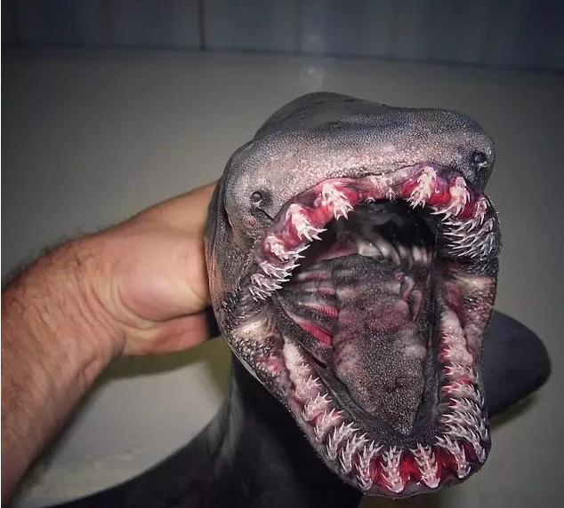 最近发现的深海鱼,最新发现的深海鱼