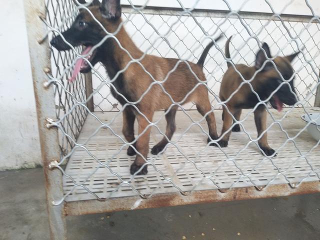 马犬大型犬多少钱,马犬训练好的多少钱一只