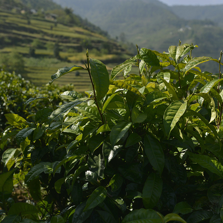 原来喝茶也会醉，醉茶了怎么办？