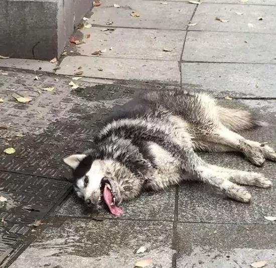 主人突然晕倒狗狗的反应,狗狗突然晕倒还吐怎么回事