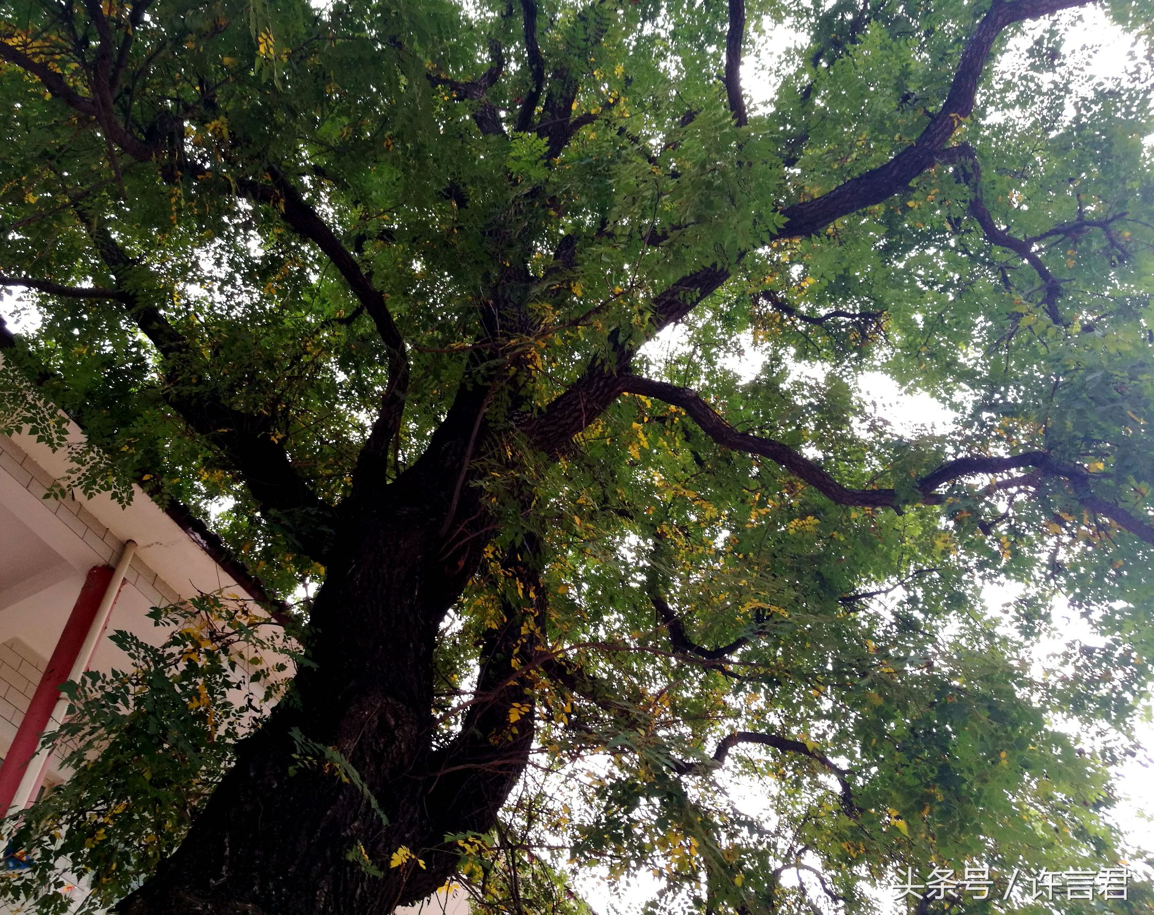 观音寺传说,观音寺传说故事