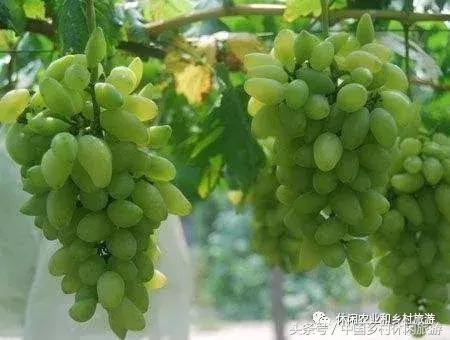 农村休闲农业17种卖点值得收藏,休闲农业与乡村美食