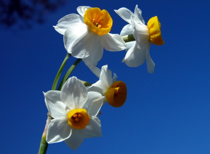 漳州的这朵“仙花”，占领全国98%的市场，经常在春晚“出镜”