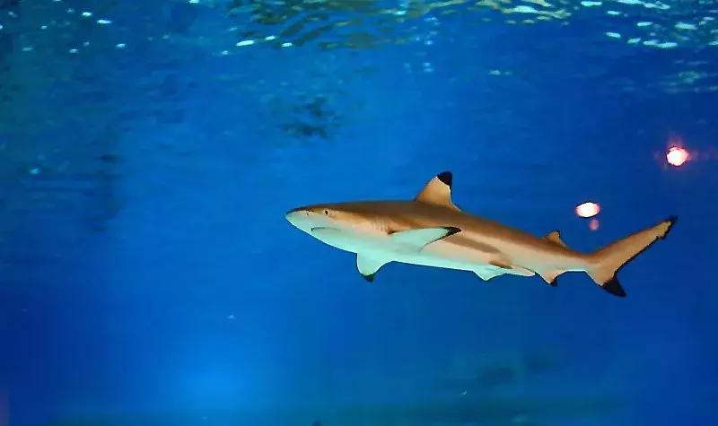 唐山美人鱼海底世界,唐山海底世界海洋馆门票多少钱