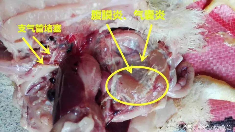 散养鸡支气管堵塞怎么办,养鸡气管堵塞特效药