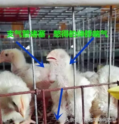 散养鸡支气管堵塞怎么办,养鸡气管堵塞特效药