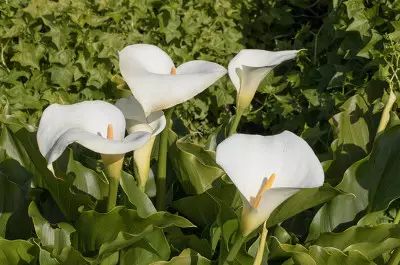 海芋和马蹄莲是同一种植物么,海芋和马蹄莲的区别在哪里